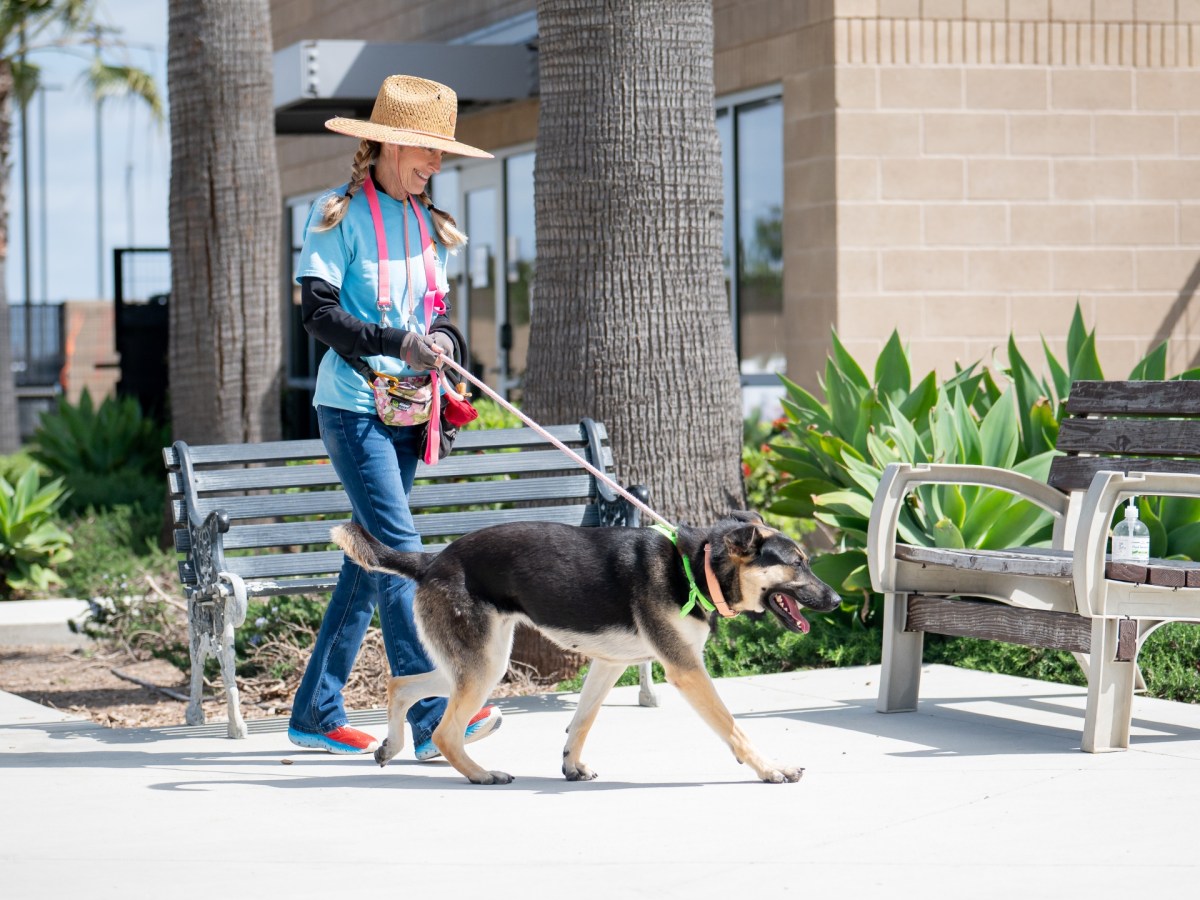 OC Animal Care Volunteers Still Can’t Walk Dogs Offsite After Tustin Hangar Fire