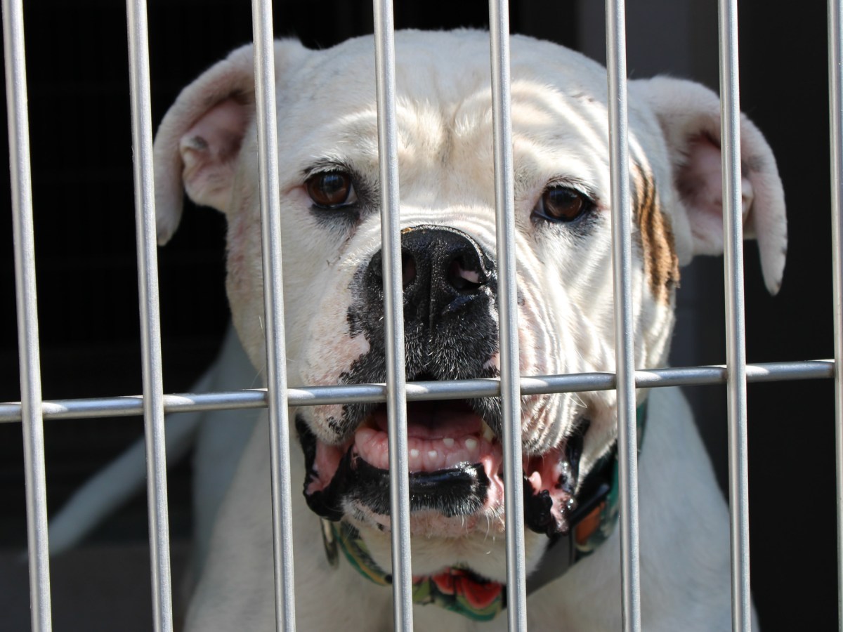 These Pets at OC Animal Care Are Looking for a Home